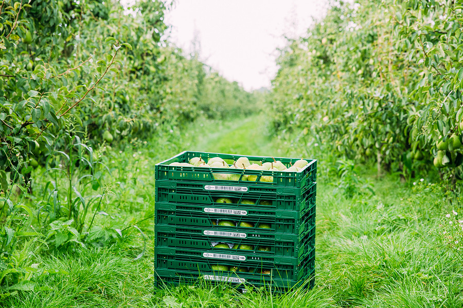 Los envases de plástico reutilizables para el transporte de frutas y hortalizas reducen la huella de carbono y su coste asociado vs el cartón de un solo uso